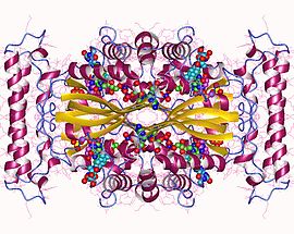 Modello tridimensionale dell'enzima