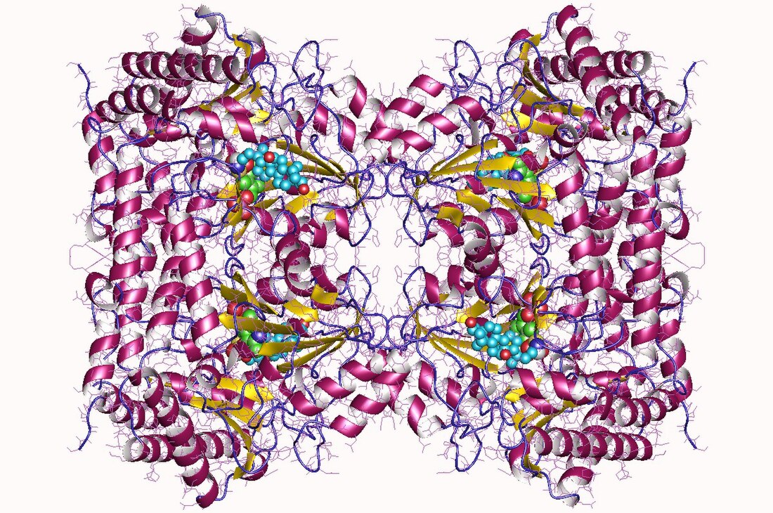 Serine hydroxymethyltransferase