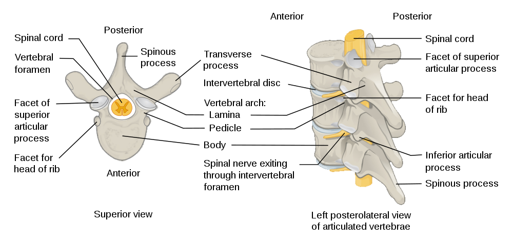 Anatomy of a vertebra