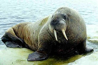 Odobenidae Seal family which includes the walrus