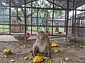 * Nomination A Monkey, Mini Zoo, Uttara GanabhabanI, the copyright holder of this work, hereby publish it under the following license: --ShahadatHossain 07:19, 30 May 2020 (UTC) * Decline Maximum five a day please --Michielverbeek 07:31, 30 May 2020 (UTC)