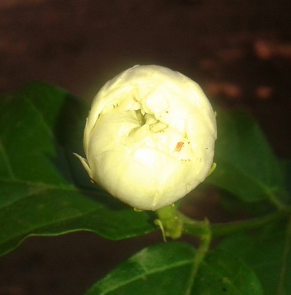 File:A double-flowered budcultivar of Jasminum sambac 04.jpg