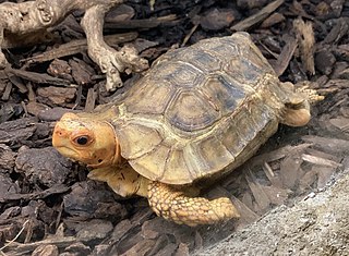 <span class="mw-page-title-main">Forest hinge-back tortoise</span> Species of tortoise