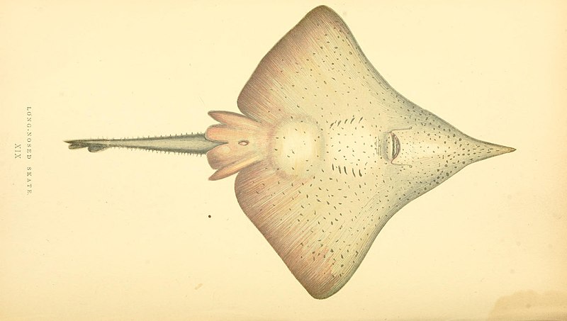 File:A history of the fishes of the British Islands (Plate XIX) (7555992814).jpg