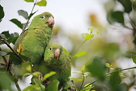 A orillas del Río Ibare.jpg