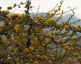 Vachellia caven Acaciacaven29b.jpg