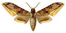 Acanthosphinx guessfeldti.jpg