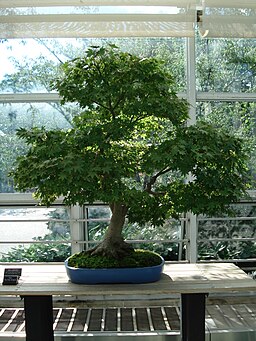 Acer Palmatum bonsai 2