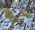 Blätter im Winter