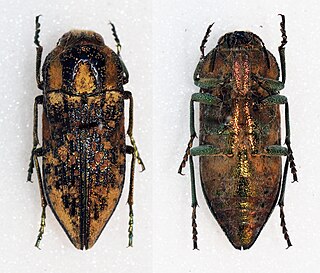 <i>Achardella</i> Genus of beetles