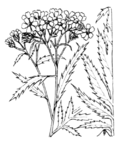 Vignette pour Achillée à grandes feuilles