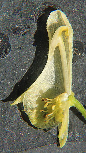 Dissected flower of Aconitum vulparia, showing the nectaries