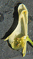 トリカブト属の花の切断面