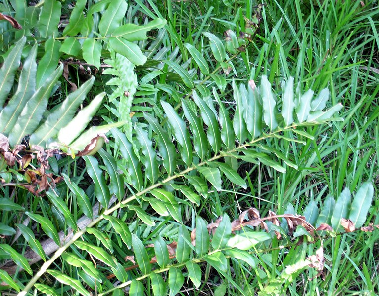 File:Acrostichum danaeifolium (giant leather fern) (Sanibel Island, Florida, USA) 15.jpg