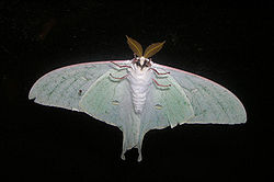 Actias artemis.jpg