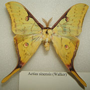 Actias sinensis(Saturniidae, Saturniinae)