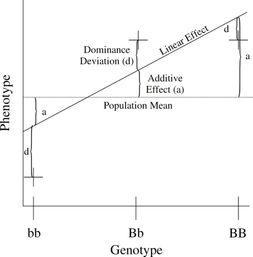 Figure 1. Relationship of phenotypic values to additive and dominance effects using a completely dominant locus.