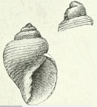 <i>Admete magellanica</i> Species of gastropod