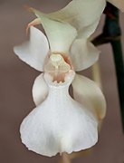 Aerangis kotschyana