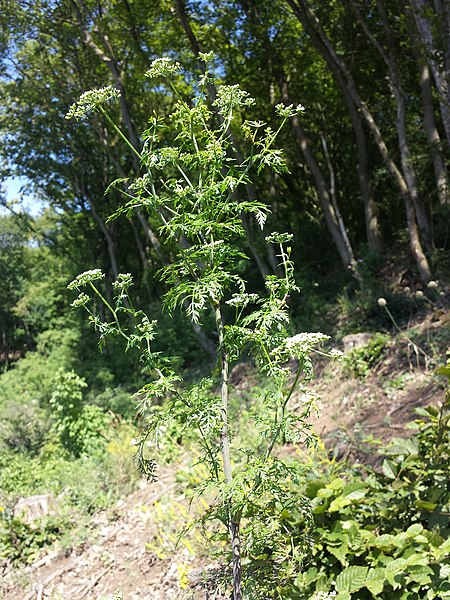 File:Aethusa cynapium subsp. elata sl14.jpg