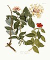 Lonicera periclymenum (illustration)