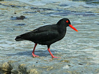 Oystercatcher, African Black Haematopus moquini