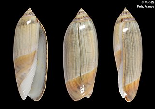 <i>Agaronia biraghii</i> Species of gastropod