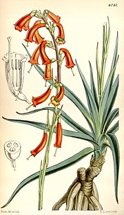 Vignette pour Agave coetocapnia