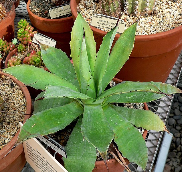 File:Agave pachycentra 1.jpg