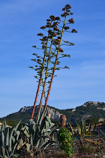 File:Agaves (22751774633).jpg