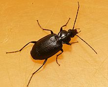 Agonum viduum.jpg