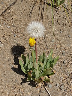 <i>Agoseris</i> genus of plants