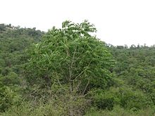 Ailanthus excelsa 111.JPG