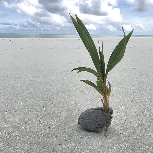 Coconut on a white sand beach in Aitutaki