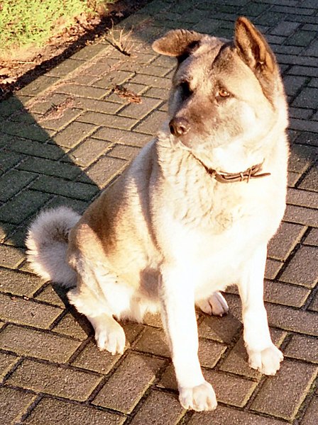 File:Akita inu.jpg