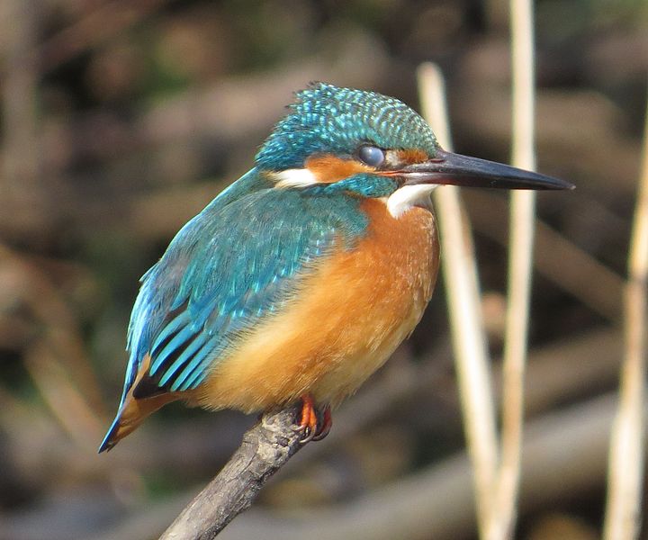 File:Alcedo atthis bengalensis s4.JPG