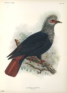 Alectroenas nitidissima-John Gerrard Keulemans.jpg