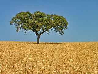 Alentejo Region NUTS of Portugal