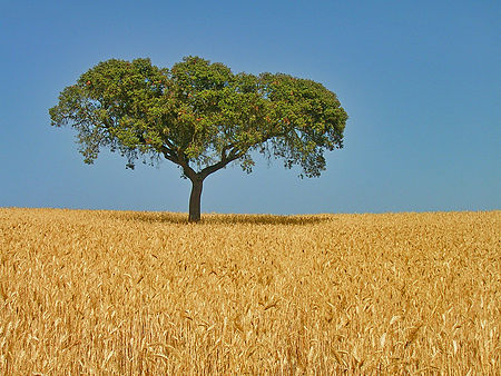 Tập_tin:Alentejo_oak_on_wheat_field.jpg