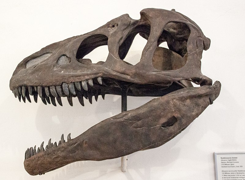 File:Allosaurus, Munich, 2017-09-11.jpg