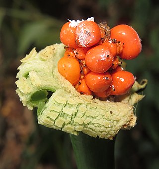 <i>Alocasia fornicata</i> Species of flowering plant