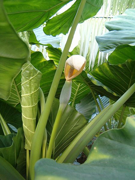 File:Alocasia macrorrhiza BotGardBln1105InflorescenceLeavesA.JPG