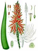 Aloe succotrina - Köhler–s Medizinal-Pflanzen-007.jpg