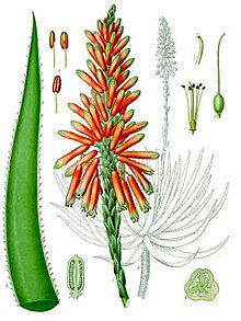 220px Aloe succotrina K%C3%B6hler%E2%80%93s Medizinal Pflanzen 007
