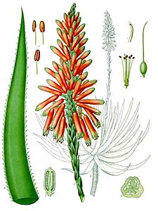 Aloe succotrina in 1887 botanical illustration from Kohler's Medicinal Plants. Aloe succotrina - Kohler-s Medizinal-Pflanzen-007.jpg