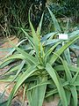 Aloe vanbalenii BotGardBln271207A.jpg