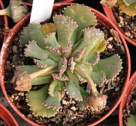 Aloinopsis malherbei