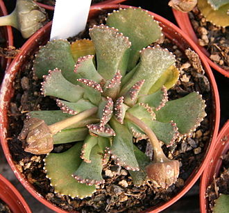 Aloinopsis malherbei Aloinopsis malherbei.jpg