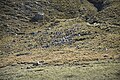 Alpacas en el páramo del parque nacional de Huascarán, Áncash