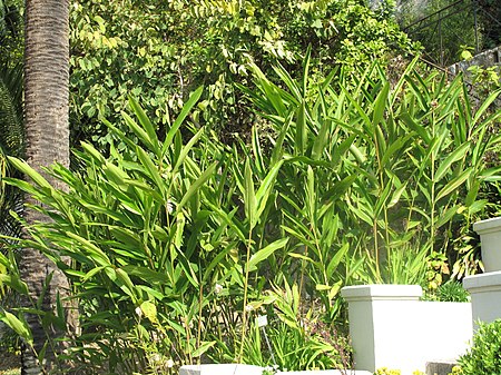 Alpinia nutans (Maria Serena).jpg